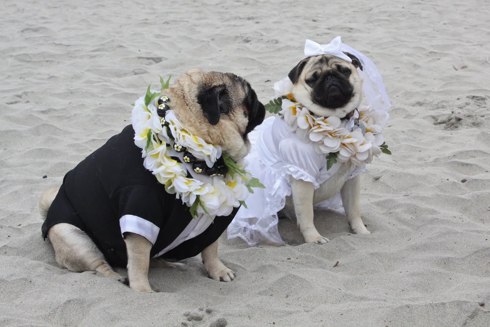 Wedding Dogs