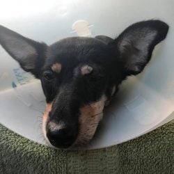 Kanga After Photo