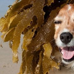 Dog in Algae