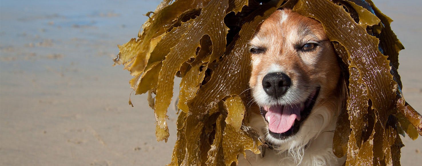 Dog in Algae