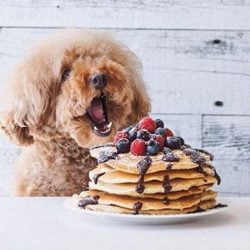 Doggy Brunch
