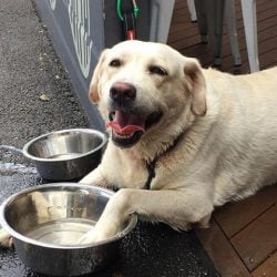 Yappy Hour West Palm Beach