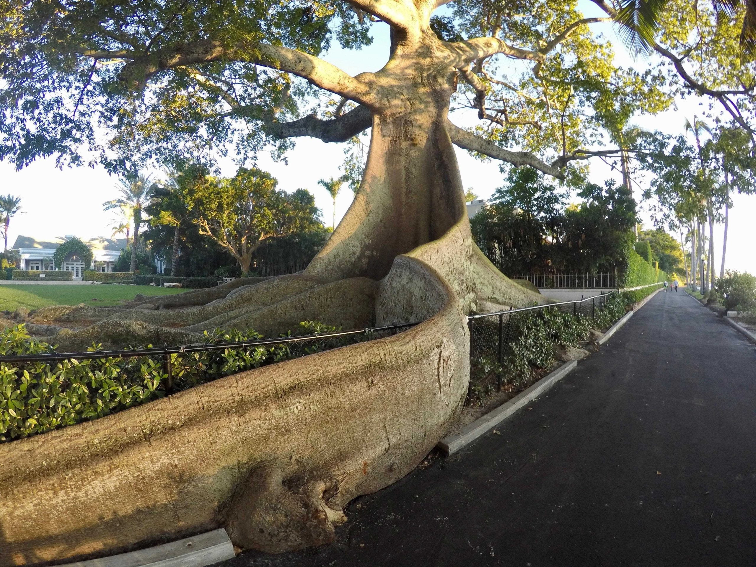 Giant Kapok Tree